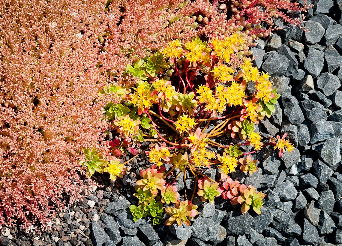 Uni-Boulevard Bremen