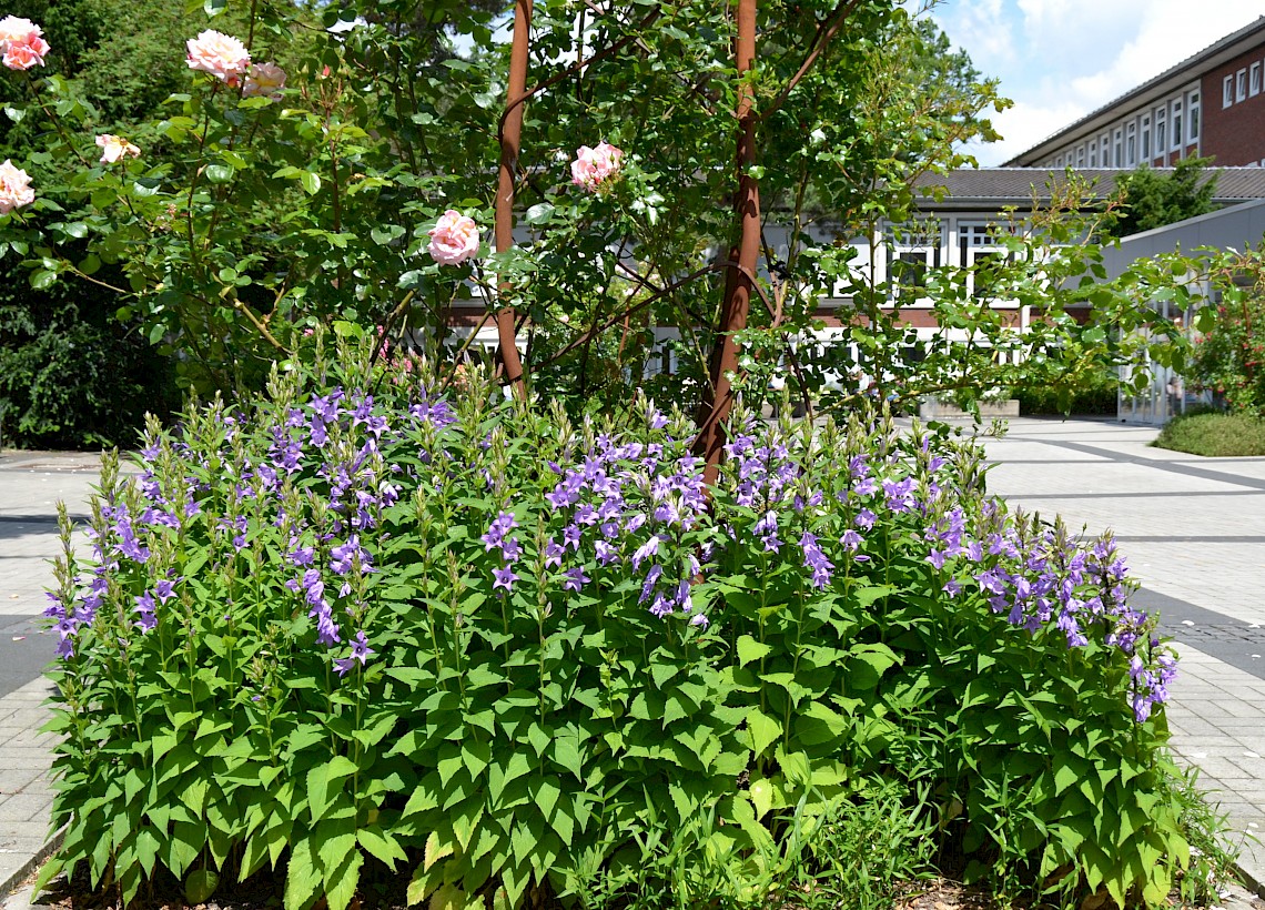 Berufsbildende Schulen am Museumsdorf in Cloppenburg